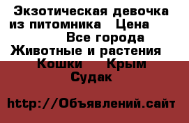 Экзотическая девочка из питомника › Цена ­ 25 000 - Все города Животные и растения » Кошки   . Крым,Судак